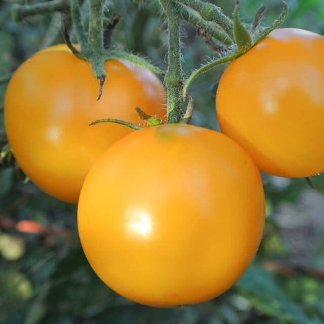 apelsini-tomat