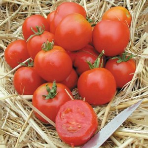 tomat-betalux