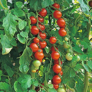 tomat-gardeners-delight