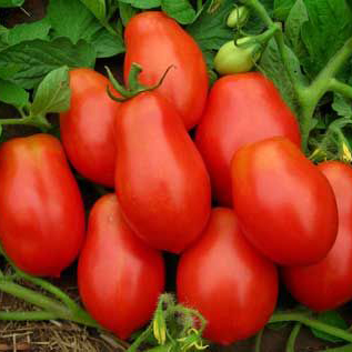 tomat-roma