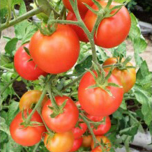 tomat-valve