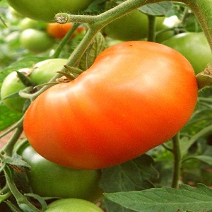 tomat-vilja