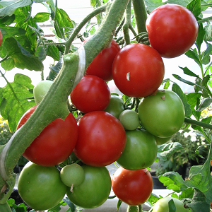 tomat-visa