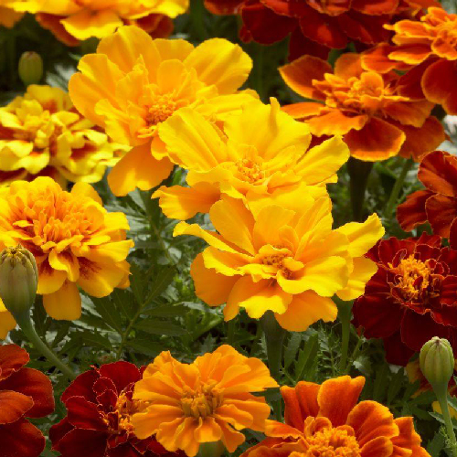 tagetes-patula-peiulill