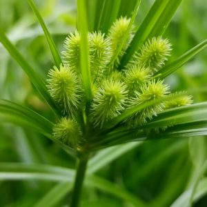 Zumula