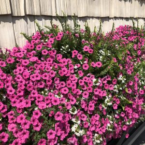 MiniVista Hot Pink