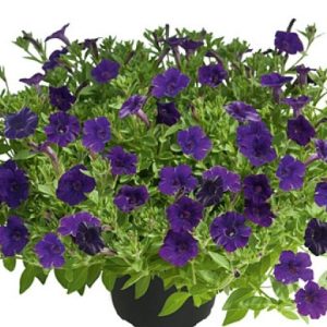 MiniVista Violet
