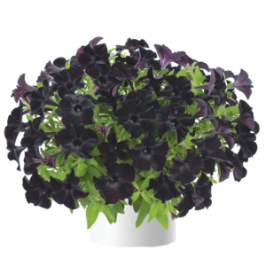 Petunia Black Ray