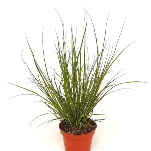 PhoenixGreen