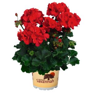 SavannahRed