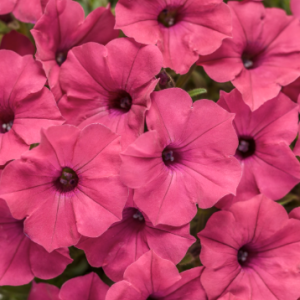 Vista Fuchsia
