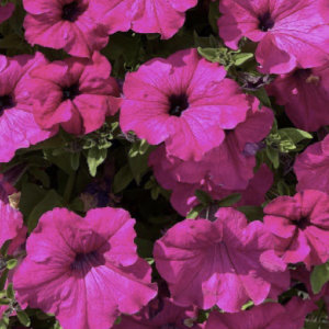 Big Purple