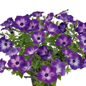 Petunia Vista Blue Moon