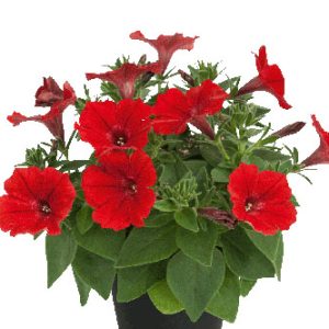 Petunia Vista Strawberry