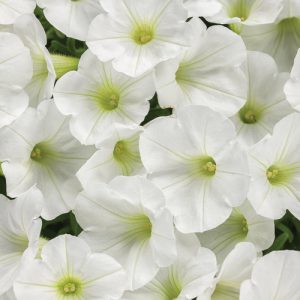 miniVista White