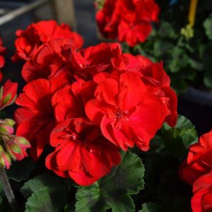 pelargoon-really-red