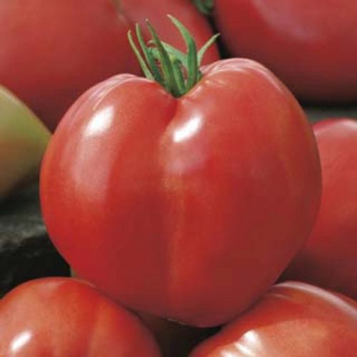 tomat-härjasüda
