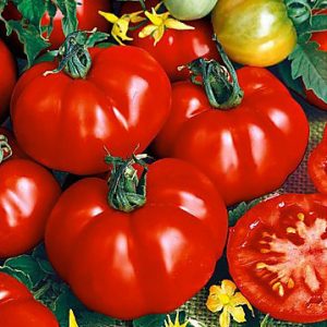 tomat-super-marmande
